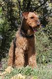 AIREDALE TERRIER 104